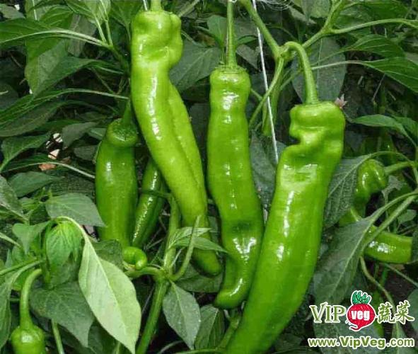 山東濰坊壽光_供應(yīng)無(wú)公害辣椒_辣椒價(jià)格行情(產(chǎn)地)_vip蔬菜網(wǎng)