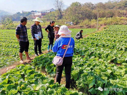 訂單種植顯成效 農(nóng)民增收笑開(kāi)顏