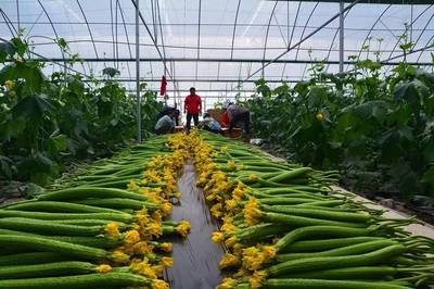 扶貧加速度!長順縣代化鎮(zhèn)打傍蔬菜基地 首批&ldquo;扶貧蔬菜&rdquo;上市啦!