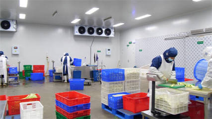 東營市東營區:單日最大產能25-30噸 &ldquo;凈菜工廠&rdquo;保障市民&ldquo;菜籃子&rdquo;