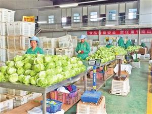 "春天"農產品 靠質量信用闖世界_新聞頻道_中國青年網