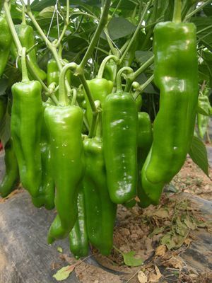 【蔬菜種子辣椒 超大泡椒種子種子 【國農(nóng)601】】價(jià)格_廠家 - 中國供應(yīng)商