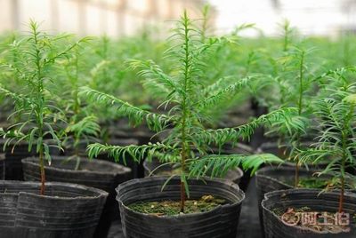 廠家批發(fā)營養(yǎng)缽、營養(yǎng)杯、育苗盆、種植袋，苗木蔬菜花卉專用產(chǎn)品介紹