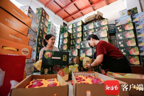 搭乘電商快車(chē) 海南農(nóng)產(chǎn)品暢銷(xiāo)國(guó)內(nèi)國(guó)際市場(chǎng)