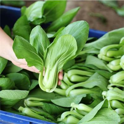 平湖飯堂食材配送服務公司 構建從農田到工廠食堂的高效供給鏈